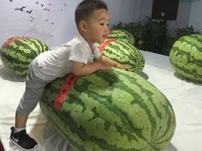 苍南吃瓜事件,一场网络舆论的风暴与反思