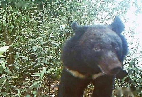 大熊二吃瓜视频,揭秘娱乐圈幕后故事