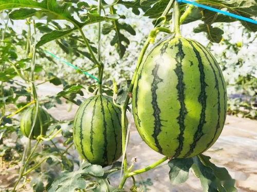 长篇吃瓜文完结,长篇吃瓜文大结局揭秘