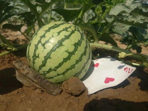 祝寿瓜怎么吃,传承与创新的美味之旅