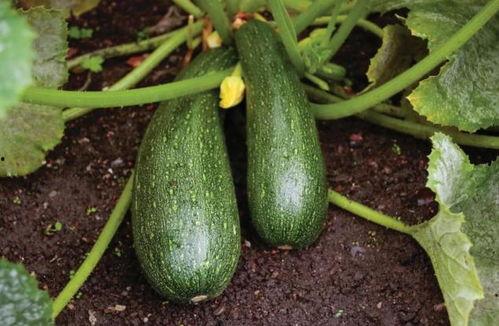 是药吃瓜了,是药还是瓜？揭秘药物与日常饮食的微妙关系