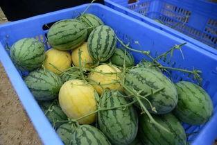 金楼吃瓜,揭秘吃瓜群众的狂欢盛宴