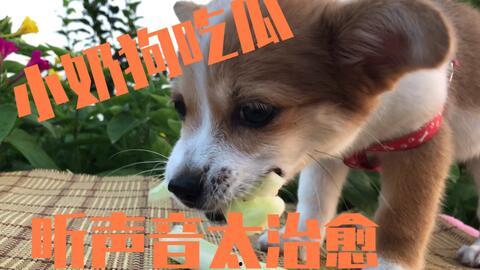 吃瓜的狗狗图片,萌态十足，萌宠日常瞬间捕捉