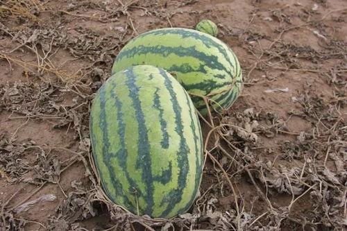 定远镇吃瓜,瓜香四溢，品味夏日田园风情