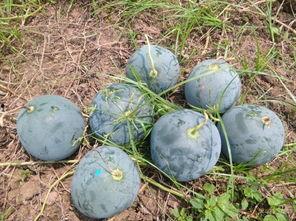 定远镇吃瓜,瓜香四溢，品味夏日田园风情