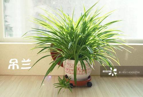 吃瓜背竹,揭秘竹子背后的奇妙世界