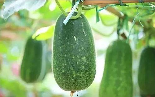 吃的瓜都有什么瓜,盘点那些令人垂涎欲滴的瓜类美食
