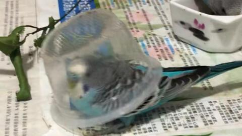 吃瓜的小蓝,揭秘娱乐圈那些不为人知的幕后故事