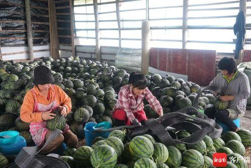 吃瓜群众惠州,吃瓜群众眼中的魅力之城