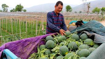 吃瓜群众惠州,吃瓜群众眼中的魅力之城