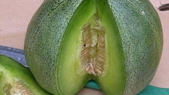 绿宝瓜能直接吃吗怎么吃,直接享用还是烹饪佳品？