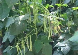 孕妇可以吃芸豆和角瓜