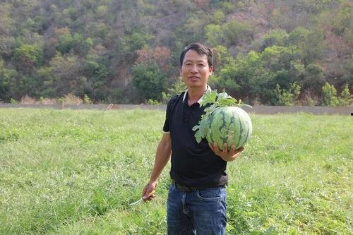 徐云吃的瓜,揭秘网络红人瓜田奇遇