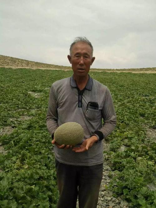 徐云吃的瓜,揭秘网络红人瓜田奇遇