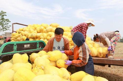安徽师范吃瓜事件,校园舆论风波背后的真相探究