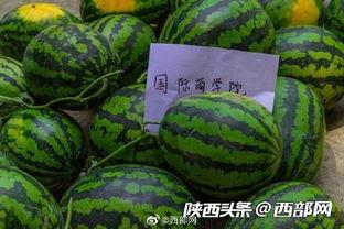 崇左幼儿师范吃瓜,揭秘校园“吃瓜”文化背后的故事