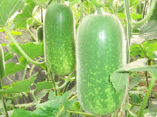 吃牛角瓜视频大全,视频大全带你领略独特风味