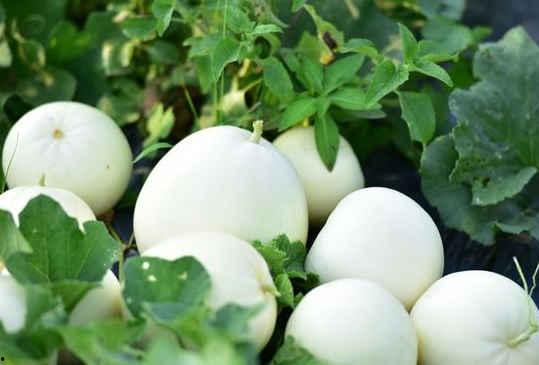 梨瓜不甜怎么吃