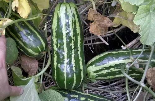 儿时吃瓜的记忆,回味那甜蜜的夏日时光