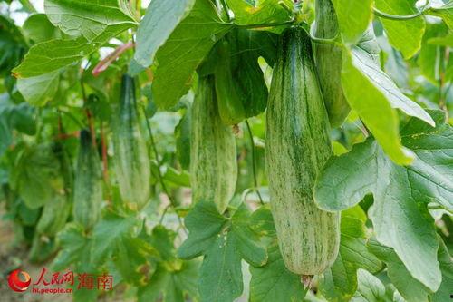 海南昌江吃瓜,瓜果飘香,尽享夏日甜蜜时光 第2张 海南昌江吃瓜,瓜果飘香,尽享夏日甜蜜时光 第2张