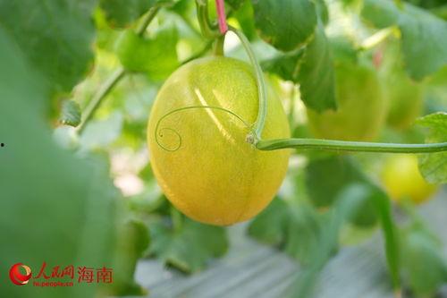 海南昌江吃瓜,瓜果飘香,尽享夏日甜蜜时光 第3张 海南昌江吃瓜,瓜果飘香,尽享夏日甜蜜时光 第3张
