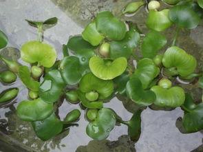 水葫芦瓜怎么吃,探索绿色蔬菜的新吃法  第2张