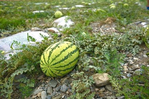 水葫芦瓜怎么吃,探索绿色蔬菜的新吃法  第3张