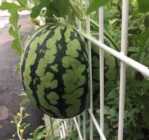 瓜友们吃瓜了怎么办,轻松应对吃瓜后的种种