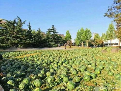 吃瓜校园,吃瓜群众眼中的校园风云录