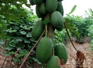 吊奶瓜怎么吃,解锁美味新体验