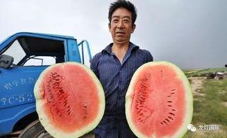 哪里吃瓜最多,揭秘哪里吃瓜最多