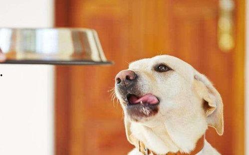 狗狗吃脆瓜,美味与健康的完美结合