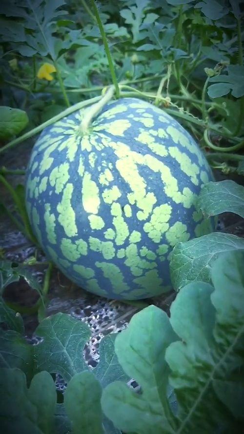 双井吃瓜视频,揭秘网络热传视频背后的故事