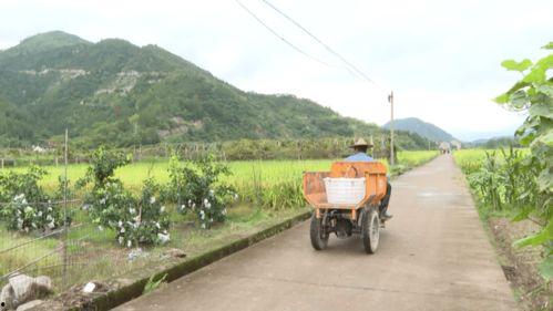 丽水今日吃瓜